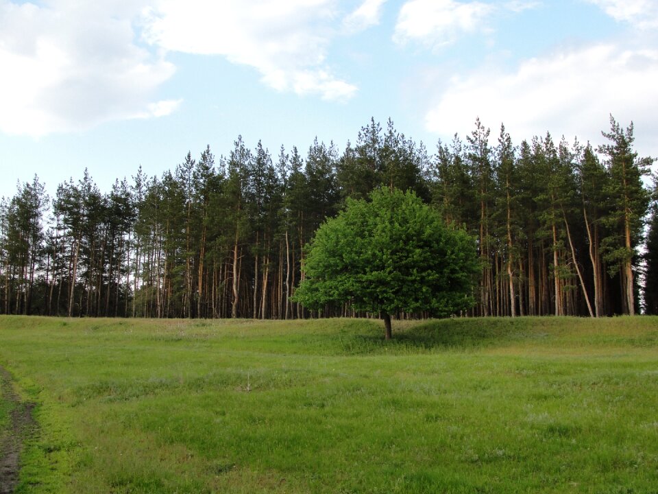 Lawn pine tree