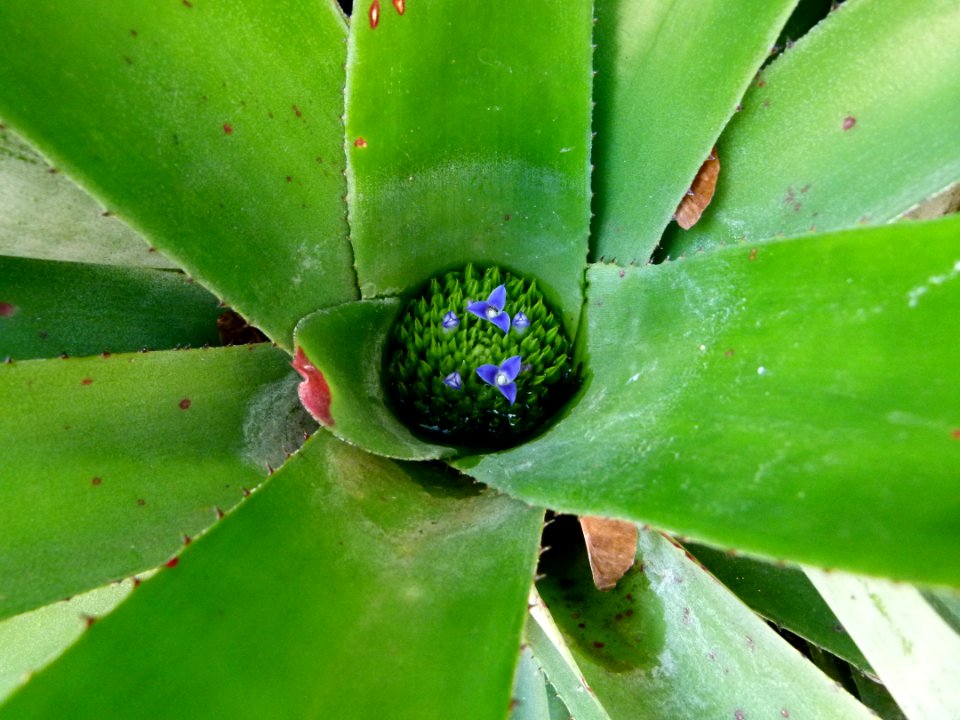Neoregelia cruenta