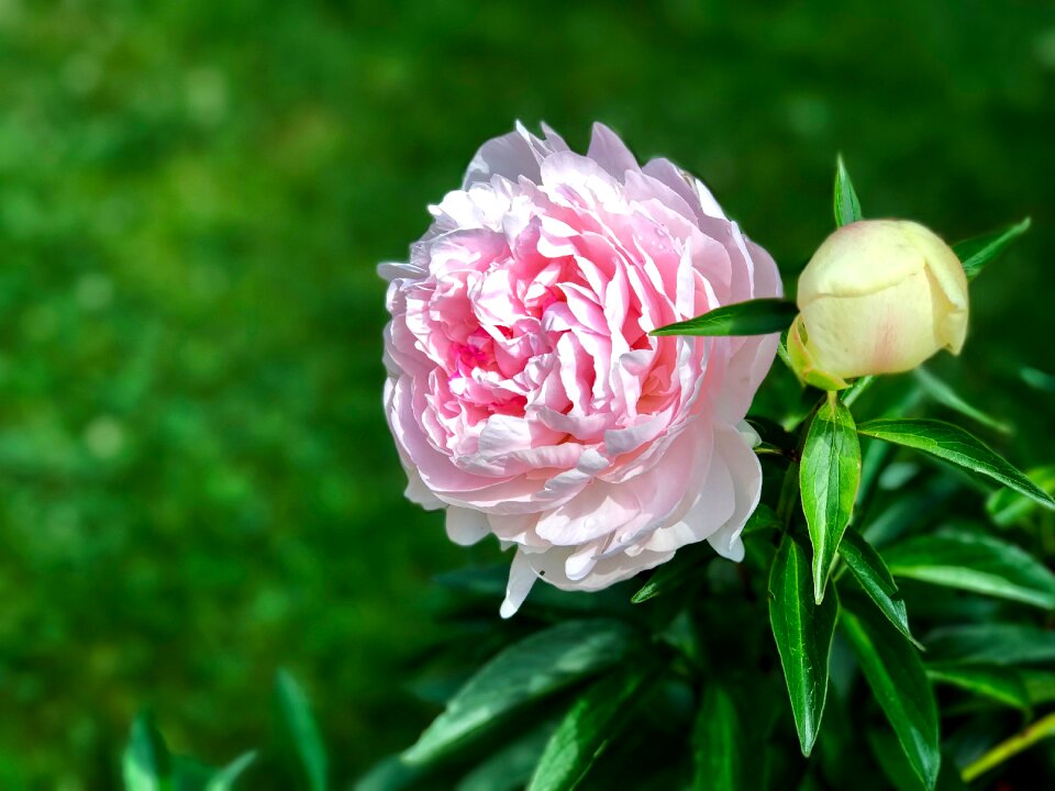 Blossom bloom summer