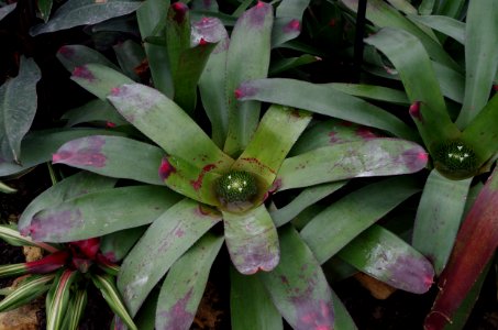 Neoregelia - serres de Kew Gardens