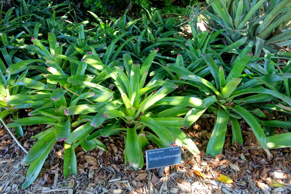 Neoregelia correia-araujoi - Marie Selby Botanical Gardens - Sarasota, Florida - DSC01562