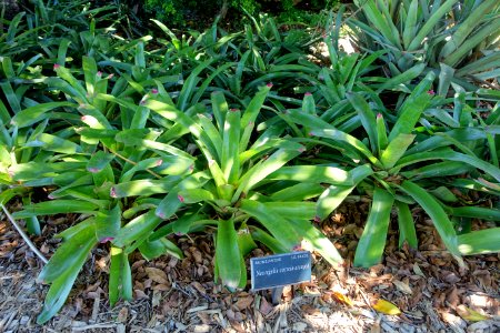 Neoregelia correia-araujoi - Marie Selby Botanical Gardens - Sarasota, Florida - DSC01562