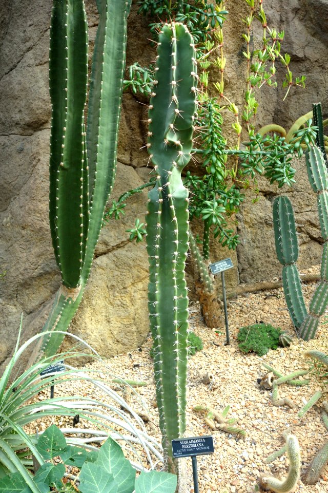 Neoraimondia herzogiana - Brooklyn Botanic Garden - Brooklyn, NY - DSC08045