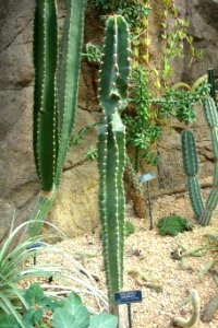 Neoraimondia herzogiana - Brooklyn Botanic Garden - Brooklyn, NY - DSC08045