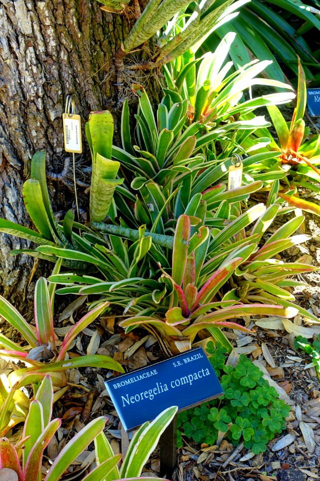 Neoregelia compacta - Marie Selby Botanical Gardens - Sarasota, Florida - DSC01678
