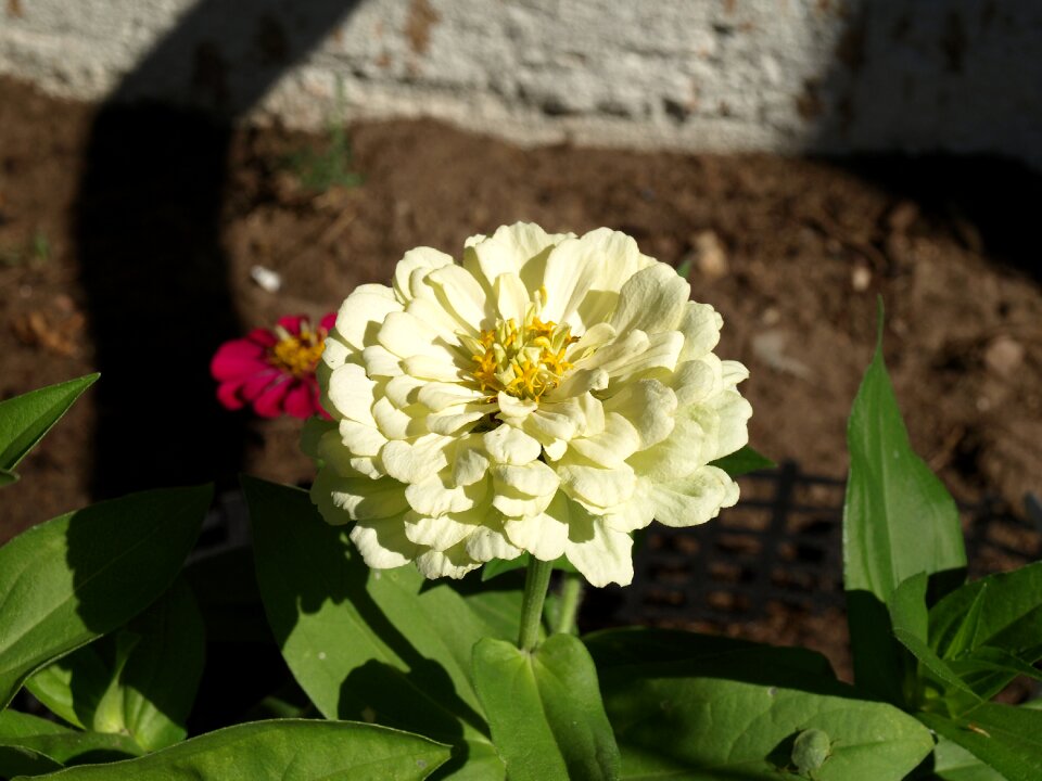 Flower flowers flowering