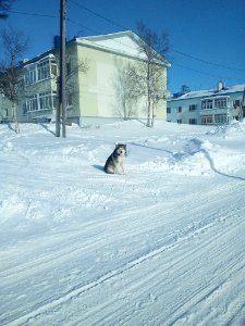 Nekrasovka. Sakhalin Oblast. A malamut in the street. 03