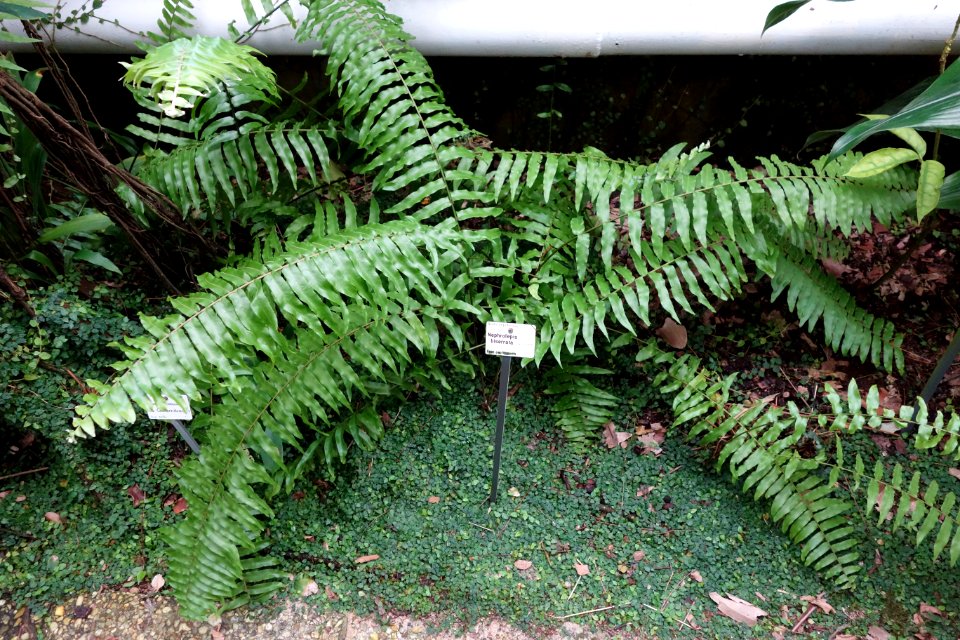 Nephrolepis biserrata - Botanischer Garten, Dresden, Germany - DSC08568