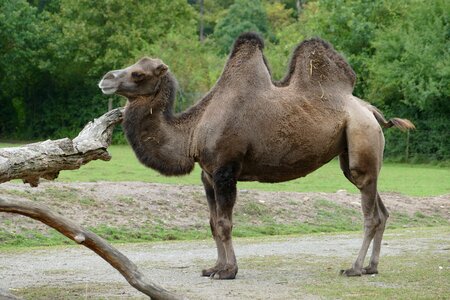 Camel hump enclosure photo