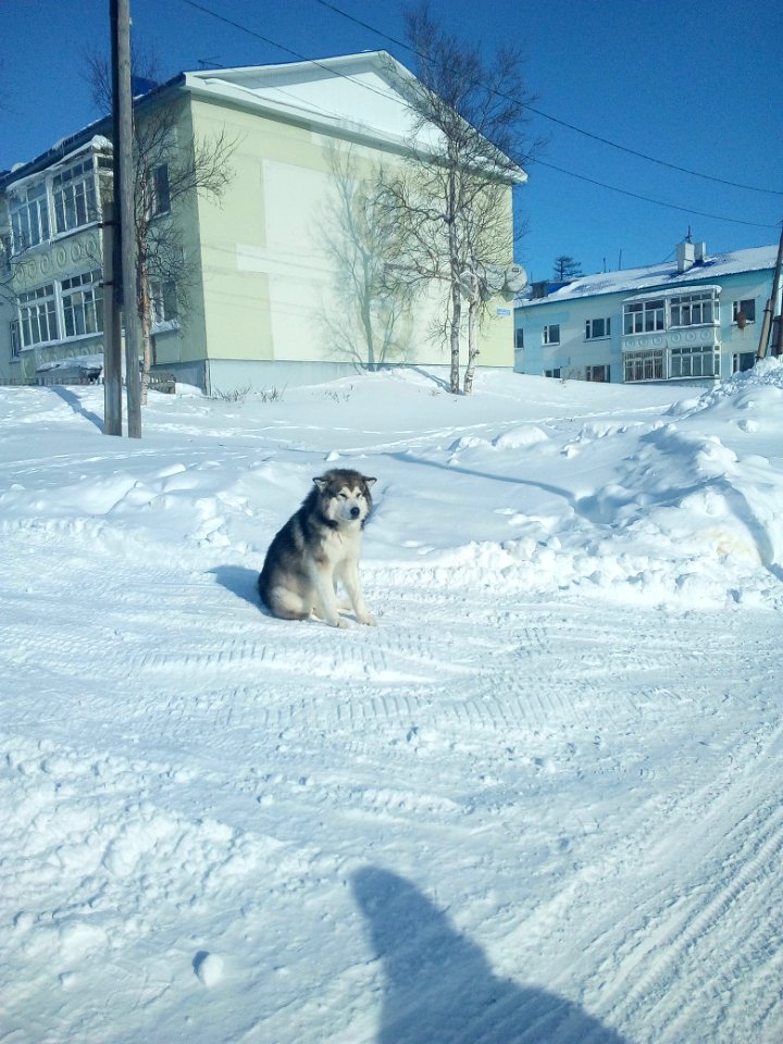 Nekrasovka. Sakhalin Oblast. A malamut in the street. 2