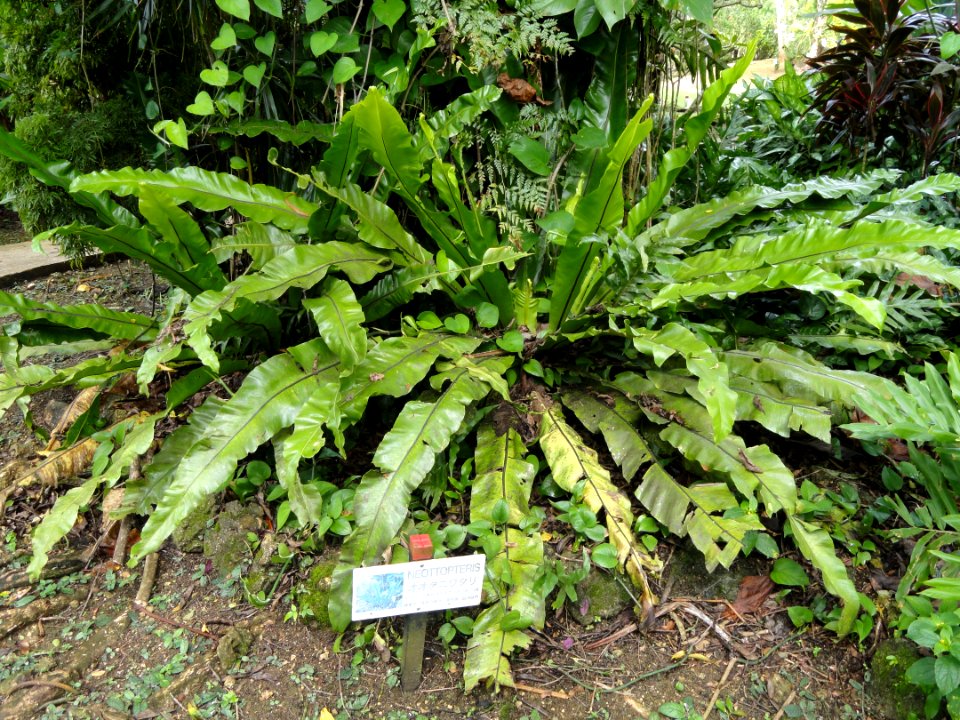 Neottopteris - Sankyo Garden - DSC01273