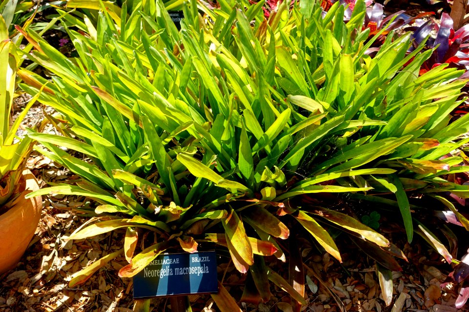 Neoregelia macrosepala - Marie Selby Botanical Gardens - Sarasota, Florida - DSC01684