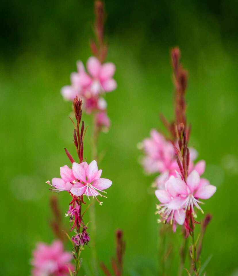 Blur nature plant