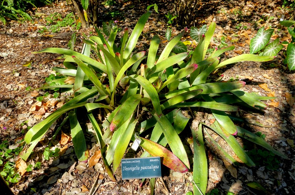 Neoregelia pascoaliana - Marie Selby Botanical Gardens - Sarasota, Florida - DSC01252