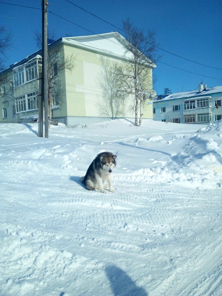Nekrasovka. Sakhalin Oblast. A malamut in the street. 1