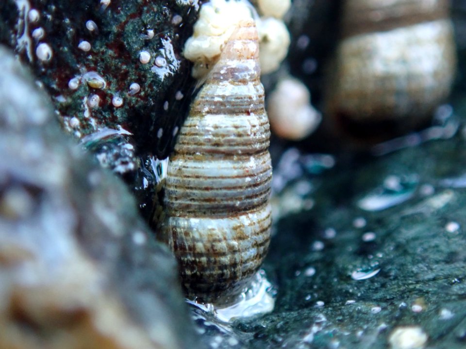 Neostylidium eschrichtii