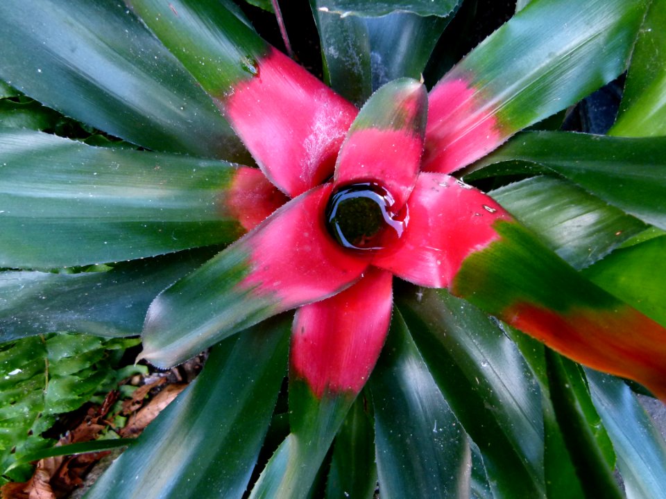 Neoregelia carolinae