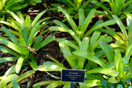Neoregelia macwilliamsii - Naples Botanical Garden - Naples, Florida - 2017-03-18
