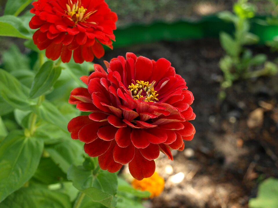 Flower flowers flowering