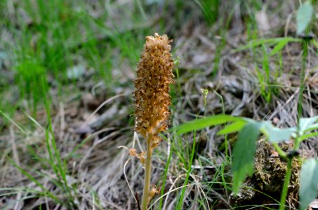Neottia nidus-avis Habitus