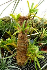 Neoregelia ampullacea - Lyman Plant House, Smith College - DSC01966