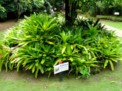 Neoregelia - Sankyo Garden - DSC01322
