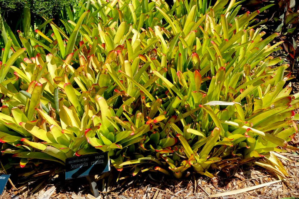 Neoregelia cruenta - Marie Selby Botanical Gardens - Sarasota, Florida - DSC01544