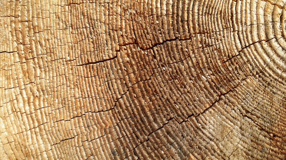 Wood cross section of the trunk trunk