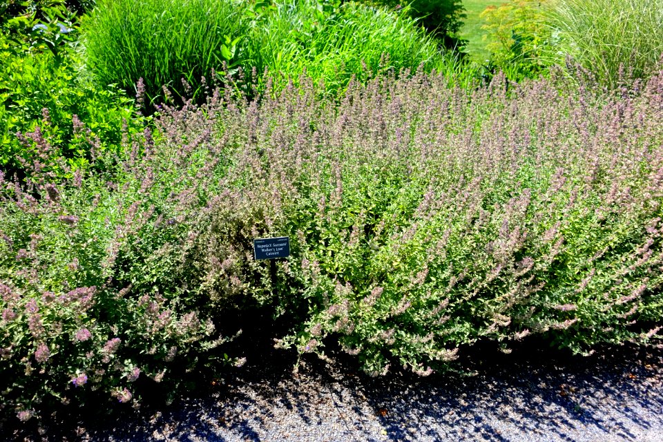 Nepeta × faassenii 'Walker's Low' - Coastal Maine Botanical Gardens - DSC03100