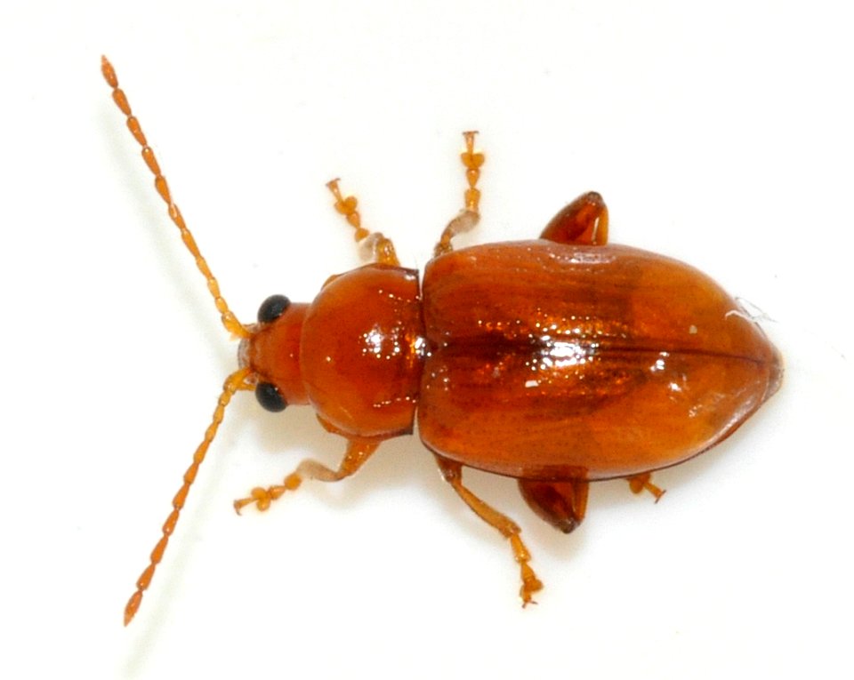 Neocrepidodera-transversa-12-fws