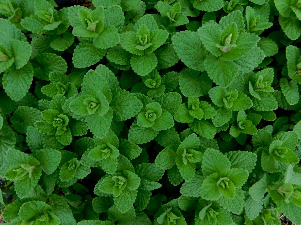 Nepeta joanna reed