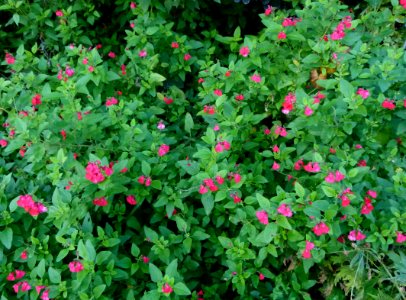 Nepeta x faassenii - automne Jardin des Plantes