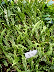Nephrolepis pectinata - Copenhagen Botanical Garden - DSC07438