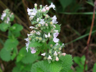 Nepeta cataria, 2021-07-04, Bethel Park, 03