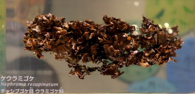 Nephroma resupinatum - National Museum of Nature and Science, Tokyo - DSC07579