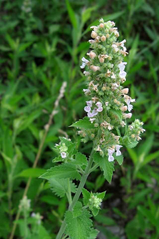 Nepeta cataria, 2021-07-04, Bethel Park, 02