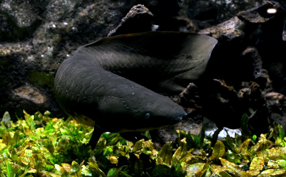 Neoceratodus forsteri Aquarium tropical du Palais de la Porte Dorée 10042016 3