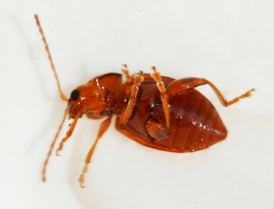 Neocrepidodera-transversa-05-fws