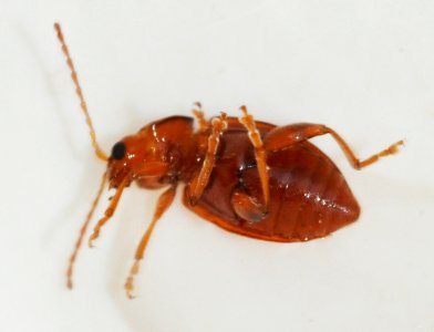 Neocrepidodera-transversa-05-fws
