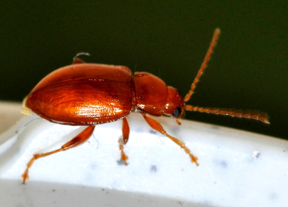 Neocrepidodera-transversa-09-fws
