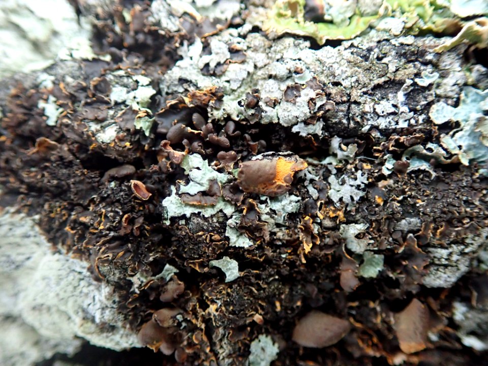 Nephroma laevigatum 104245123