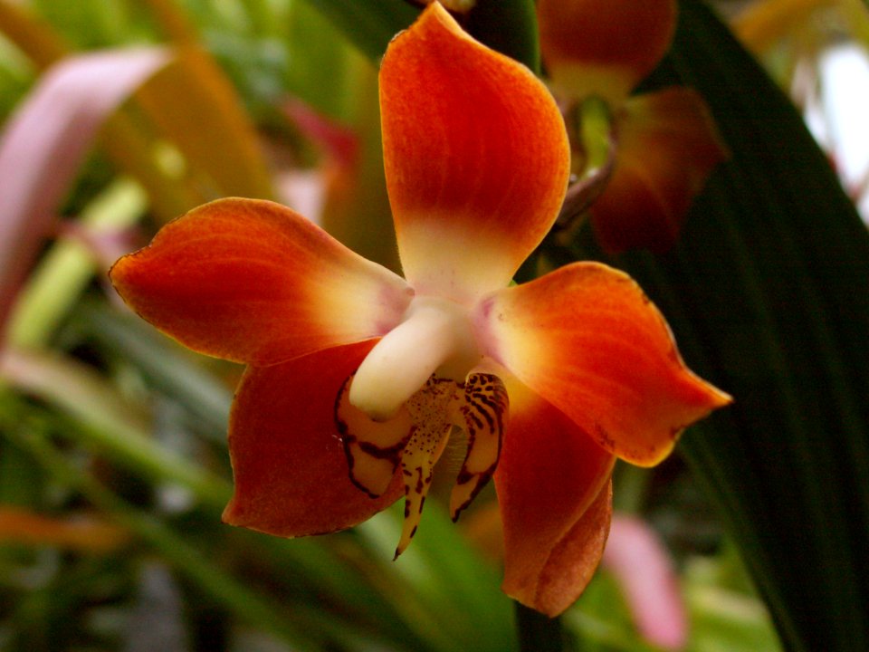 Neomoorea irrorata, 2020-03-11, Phipps Conservatory, 01