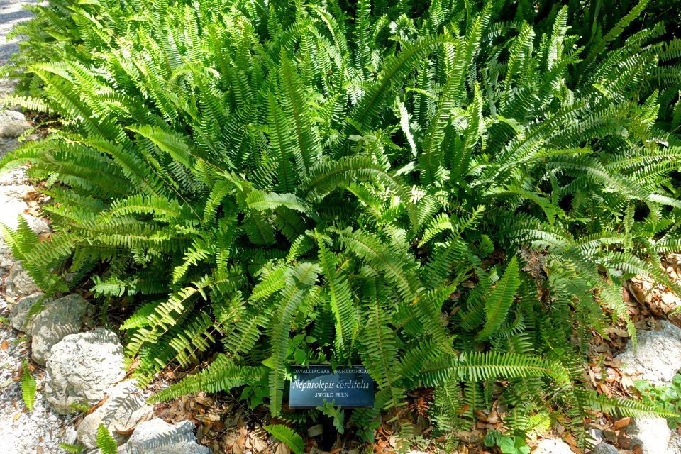 Nephrolepis cordifolia - Marie Selby Botanical Gardens - Sarasota, Florida - DSC01582