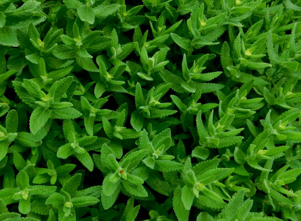 Nepeta nuda