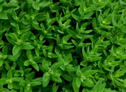 Nepeta nuda