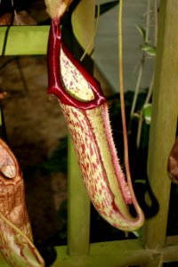 Nepenthes 'Miranda' - C. Fred Edwards Conservatory - Huntington Museum of Art - DSC05546