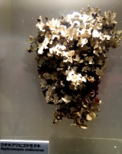 Nephromopsis endocrocea - National Museum of Nature and Science, Tokyo - DSC07465