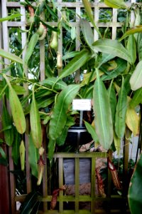 Nepenthes 'Miranda' - C. Fred Edwards Conservatory - Huntington Museum of Art - DSC05543