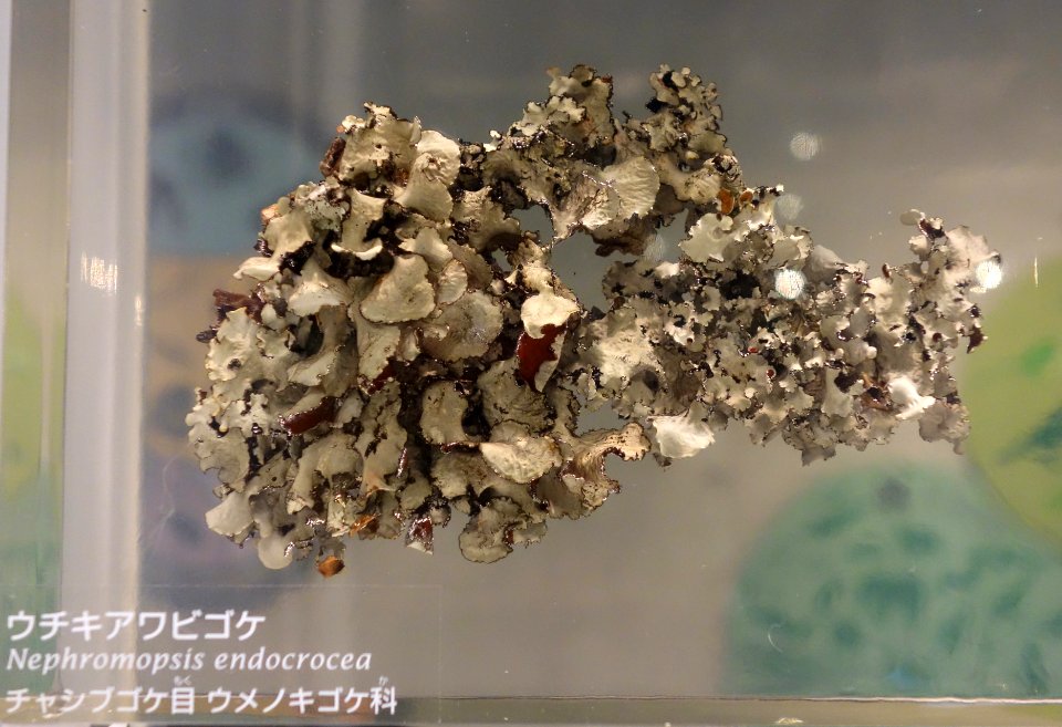 Nephromopsis endocrocea - National Museum of Nature and Science, Tokyo - DSC07574
