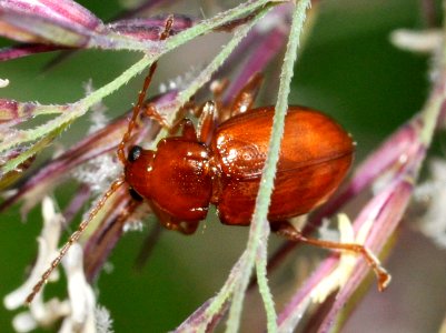 Neocrepidodera-transversa-02-fws
